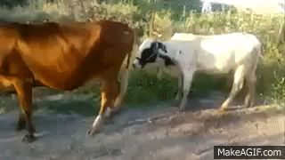 7DFACD56-CAE9-45C0-88EC-50FA8ABA7539.gif