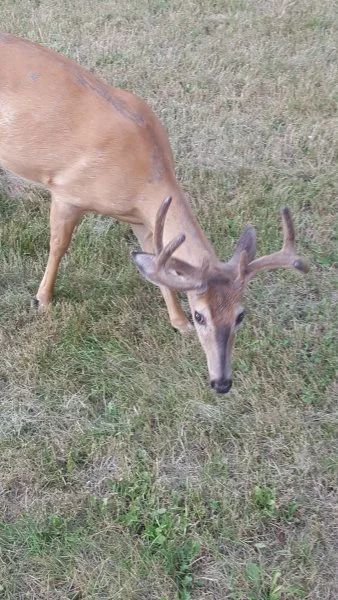 82buck.webp