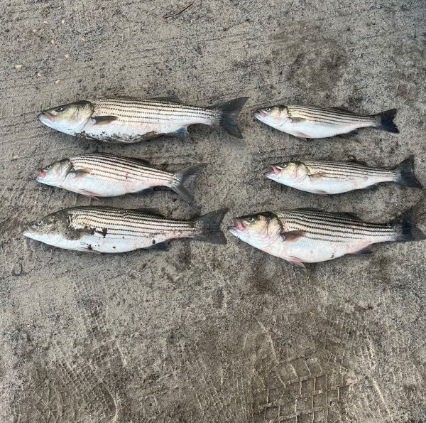 Undersized striped bass caught illegally at Breezy Point in Queens County.jpg