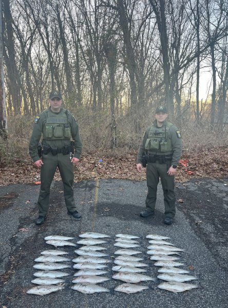 ECOs Farner and Clinger seize 35 illegally caught striped bass in Richmond County.jpg