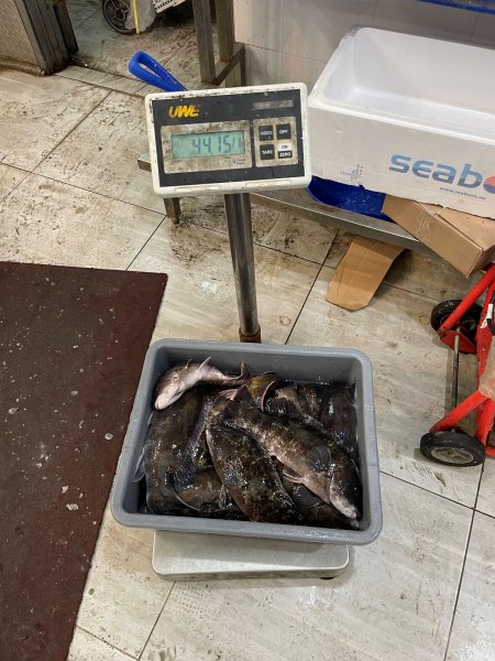 Illegal tautog (blackfish) discovered at grocery store in Queens County.jpg