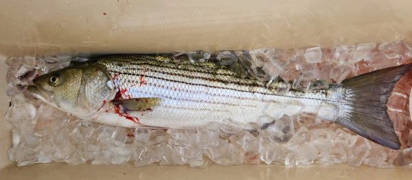 92724bass.jpg