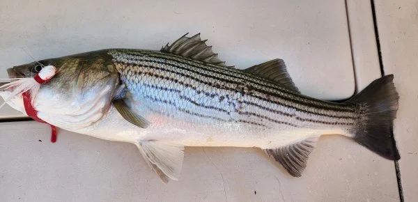 92823bass.webp