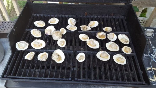 95clamms.webp