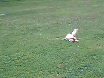99F55F61-FECD-4B77-B154-F6136F7AC721.gif