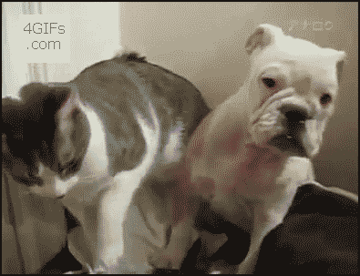 A79CAEAE-2DEE-4B26-8F94-337BE029BD5A.gif
