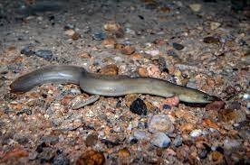 American-Eel.jpg