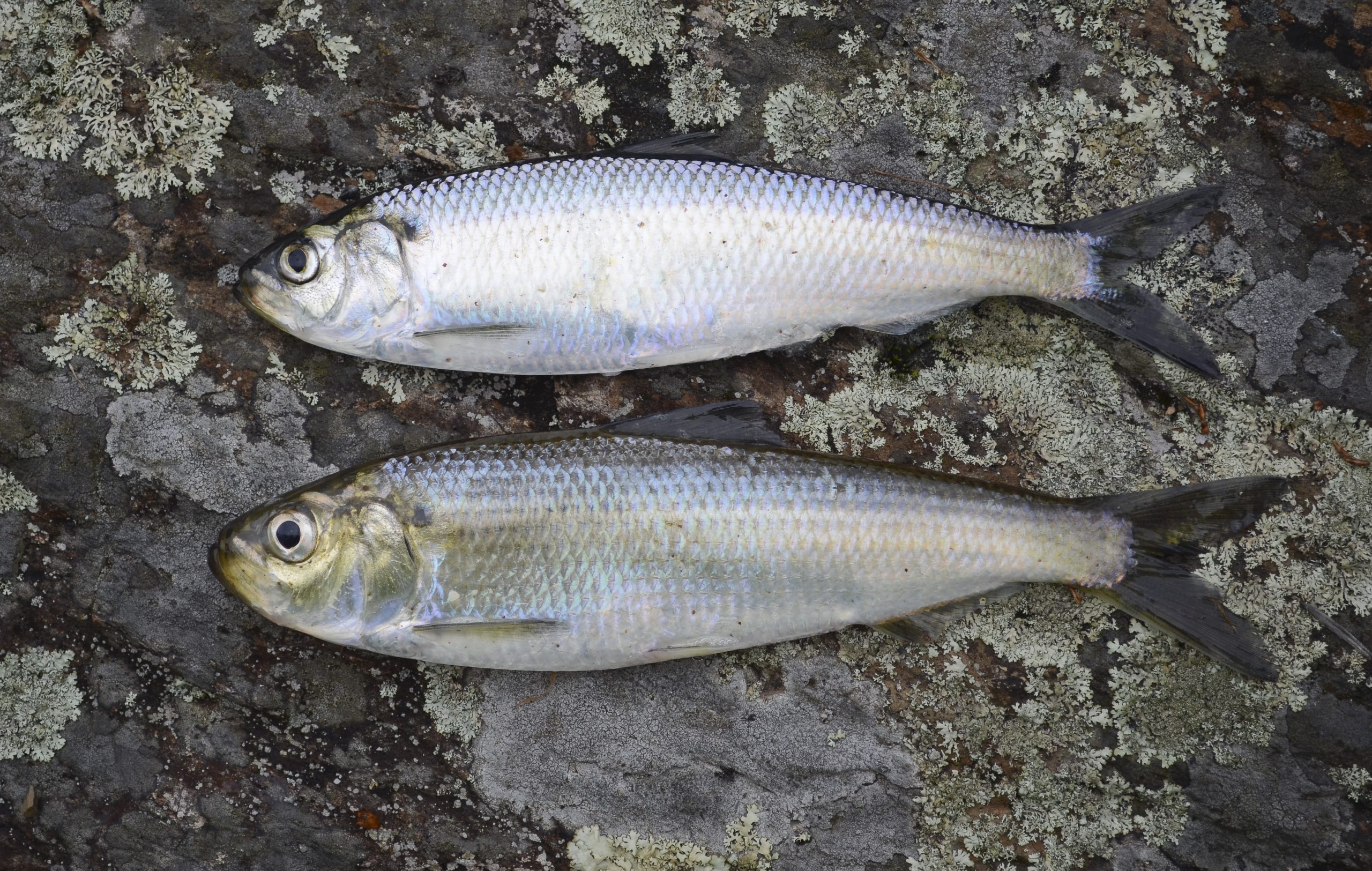 Anadromous-river-herring-1-scaled.jpg