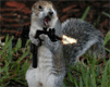asquirrel03.gif