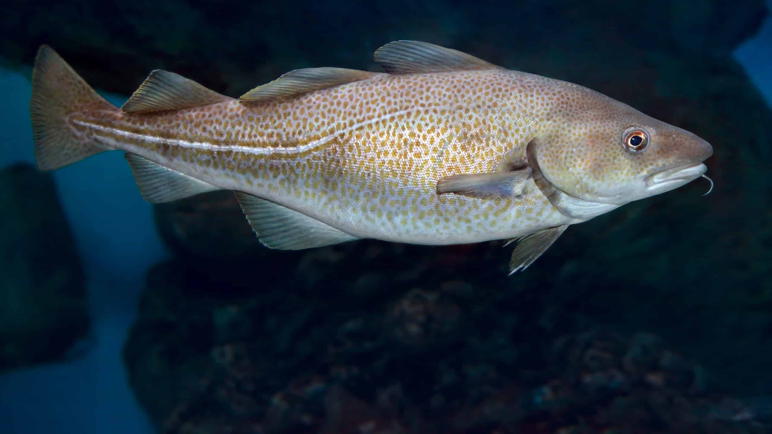 Atlantic-Cod.jpg