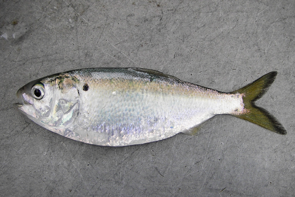 Atlantic-Menhaden.jpg