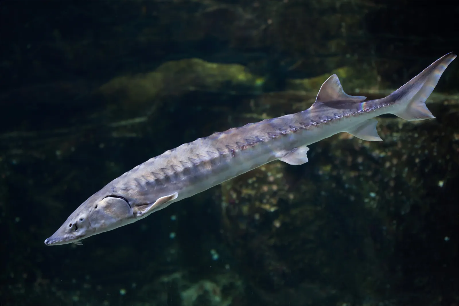 Atlantic-sturgeon.webp