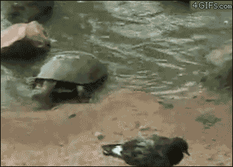 B17CA2AF-38C8-4A64-9B03-FB331BB962FF.gif