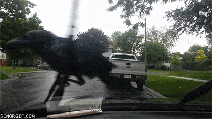 B79CAF86-7376-48CC-AC2E-7A2BB458659D.gif