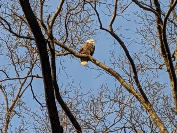 baldeagle-NYC.webp