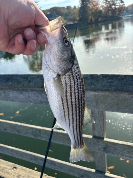 bass.jpeg