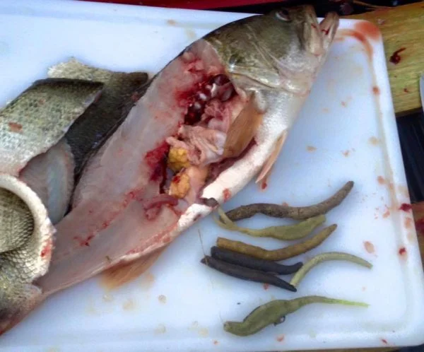 bass senko plugged up.webp