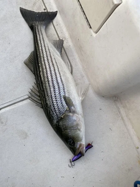 bass.webp