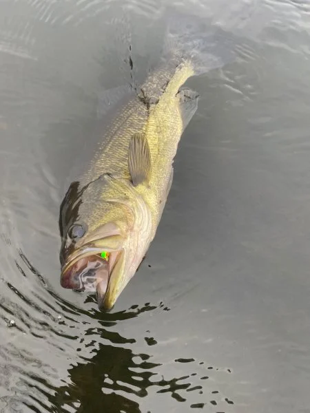 bass01222023 2.webp
