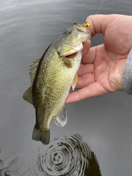 Bass1.webp