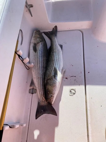 Bass1.jpg
