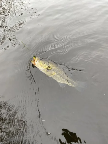 Bass2.webp