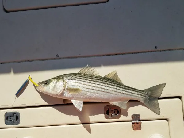 bass51420.webp