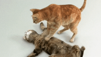 BCBDBD94-E001-4B4E-9E7F-292392776B23.gif