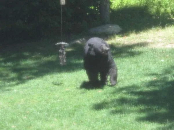 bear.webp