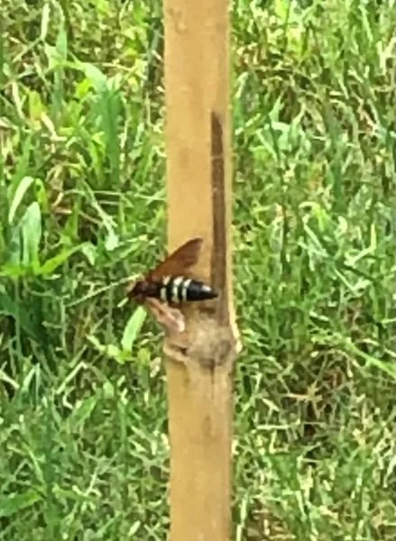bee 1.webp