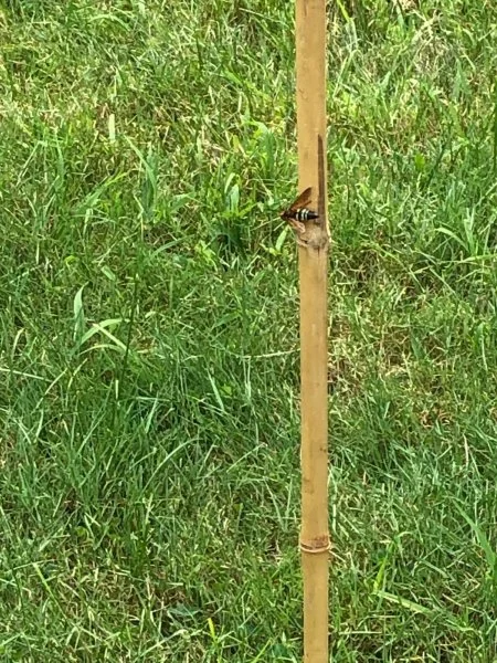 bee 2.webp
