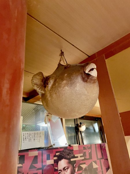 big fugu.jpg