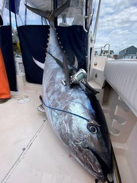 Big tuna caught illegally.webp