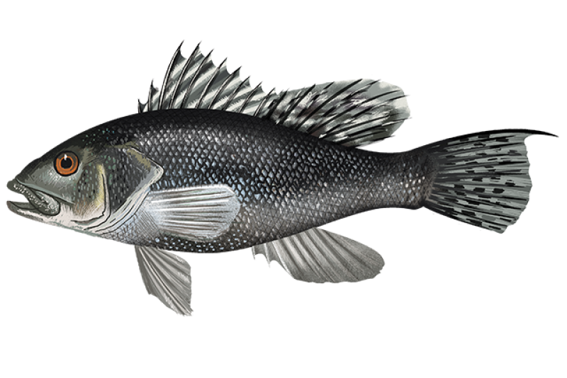Black-Sea-Bass.png