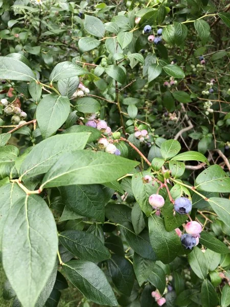 blueberries.webp