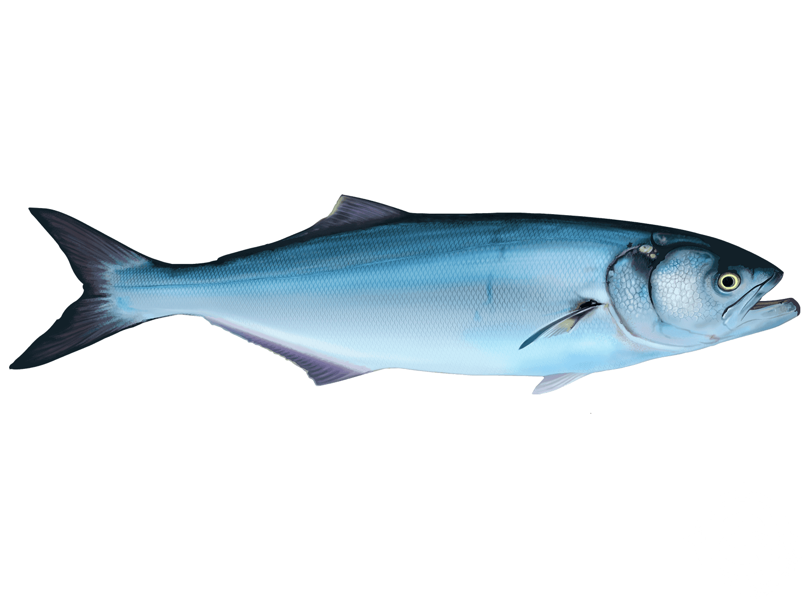 Bluefish.png