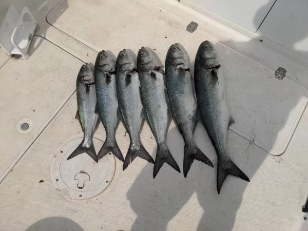 Bluefish5-22-21.jpg