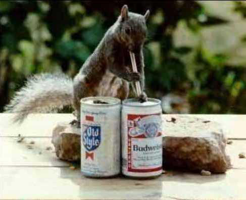 cany squirell.JPG