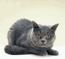 cat1.gif