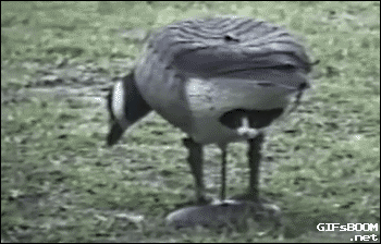 CD5901BA-AD9F-402E-A19E-0341927EF1B3.gif