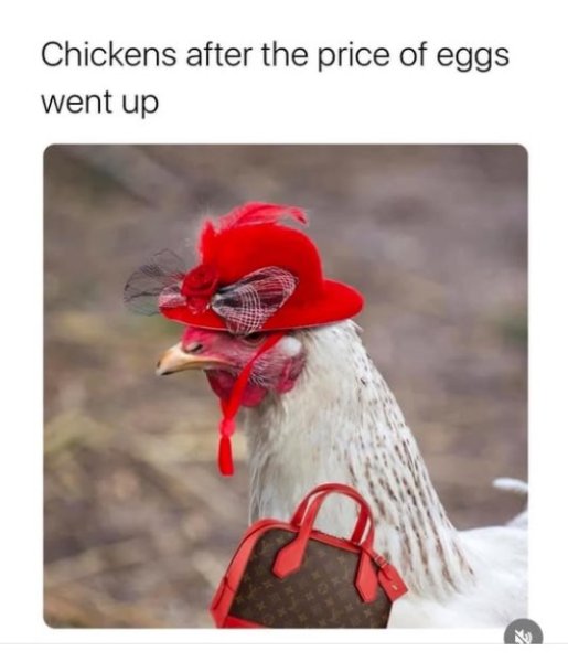 chicken egg.jpg