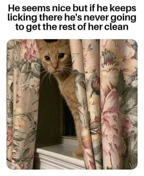 CleanCat.jpeg