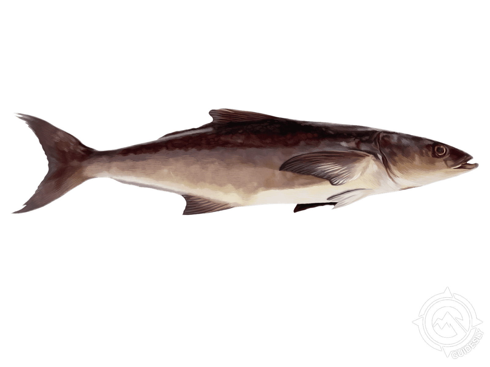 Cobia.png