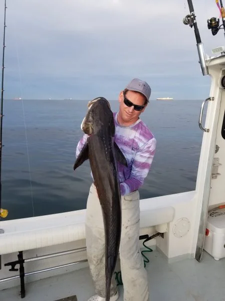 cobia2.webp