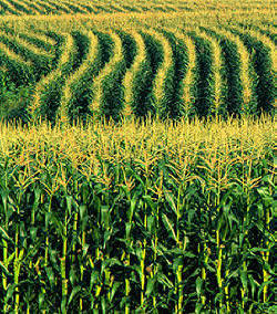 corn_field.jpg