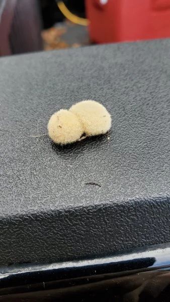 cotton 3.webp