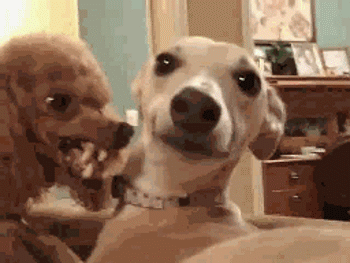 D97C5955-97FC-4BCC-B67D-496CA12D0B07.gif