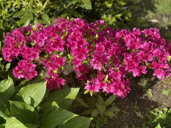 D9E67F80-266B-46BF-A326-02BA0AC89AB6.webp