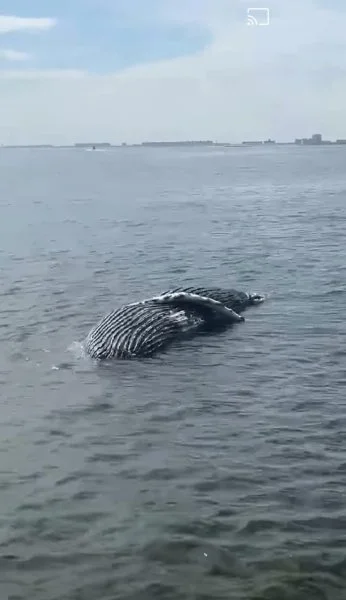 dead whale.jpg