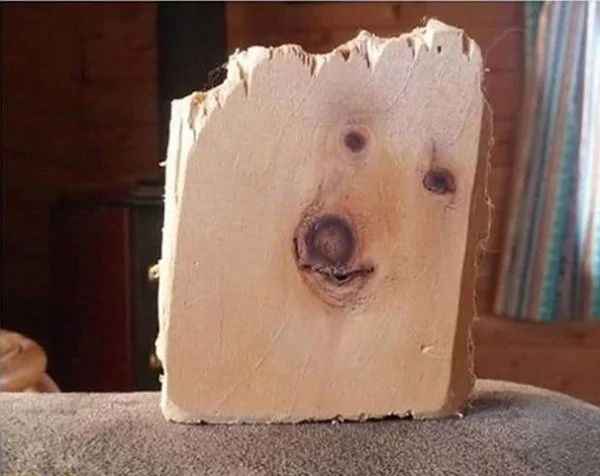 Dog-Wood.webp